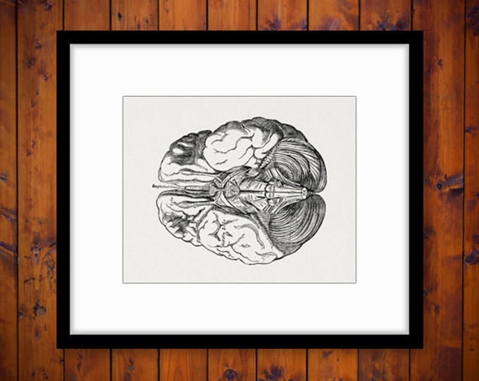 Brain Digital Printable Image Medical Diagram Graphic Anatomy Download Vintage Clip Art Jpg Png Eps HQ 300dpi No.112