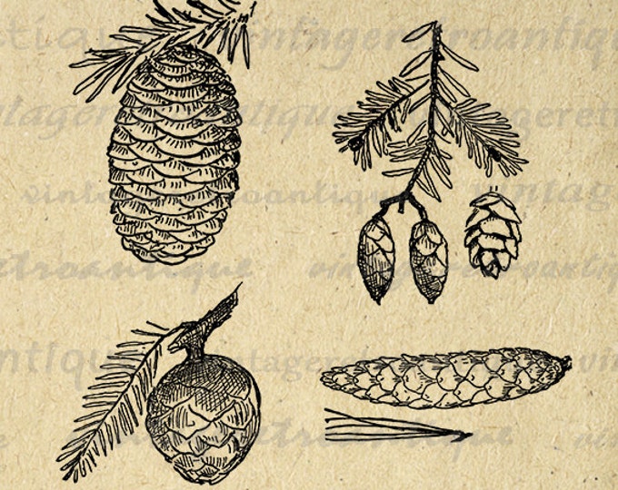 Digital Image Pinecones Download Pine Cone Collage Sheet Graphic Printable Antique Clip Art Jpg Png Eps HQ 300dpi No.1061