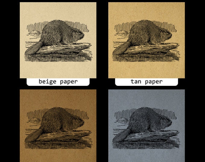 Digital Graphic Canadian Beaver Image Illustration Download Printable Vintage Clip Art Jpg Png Eps HQ 300dpi No.3050