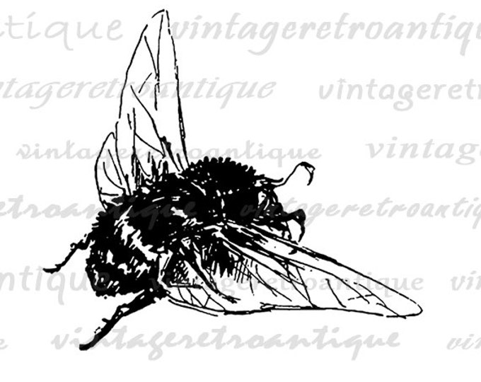 Bumblebee Printable Image Graphic Antique Bee Download Illustration Digital Vintage Clip Art Jpg Png Eps HQ 300dpi No.1792