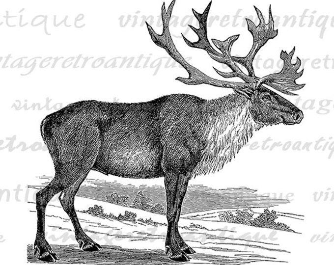 Digital Graphic Caribou Download Image Printable Artwork Vintage Clip Art Jpg Png Eps HQ 300dpi No.2204