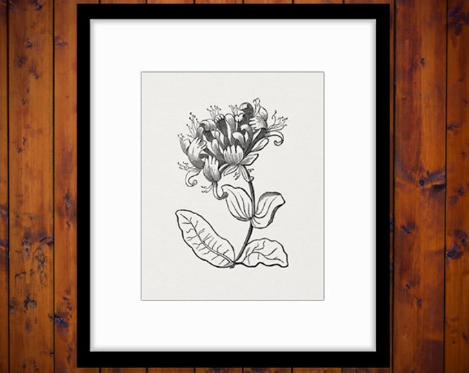 Printable Digital Elegant Flower Graphic Antique Image Download Vintage Clip Art Jpg Png Eps HQ 300dpi No.693