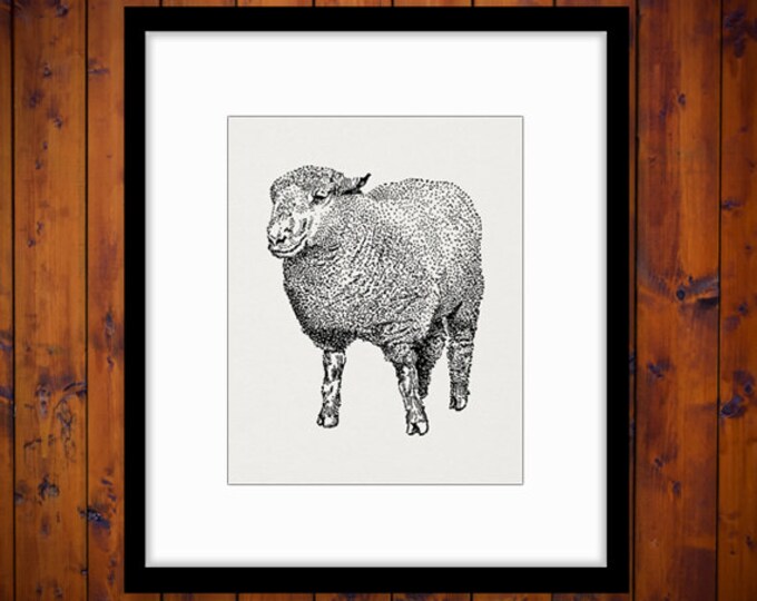 Printable Southdown Ram Sheep Graphic Digital Illustration Image Download Vintage Clip Art Jpg Png Eps HQ 300dpi No.3250