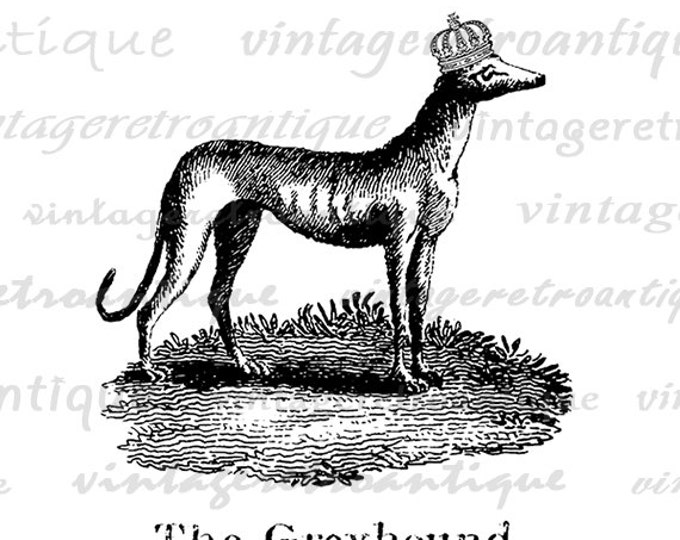 Printable Digital Greyhound with Crown Download Dog Graphic Illustration Image Vintage Clip Art Jpg Png Eps HQ 300dpi No.1082