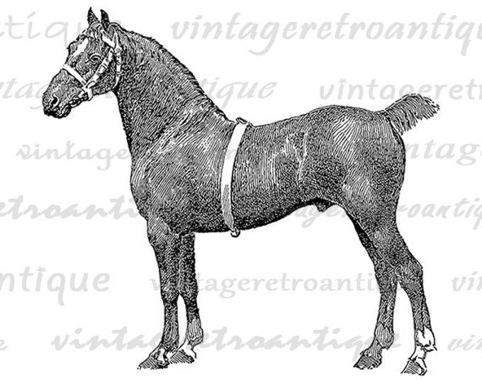 Printable Image Hackney Stallion Horse Download Graphic Digital Vintage Clip Art Jpg Png Eps HQ 300dpi No.3131