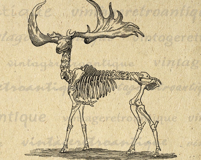 Printable Image Deer Skeleton Graphic Download Digital Artwork Jpg Png Eps HQ 300dpi No.2858