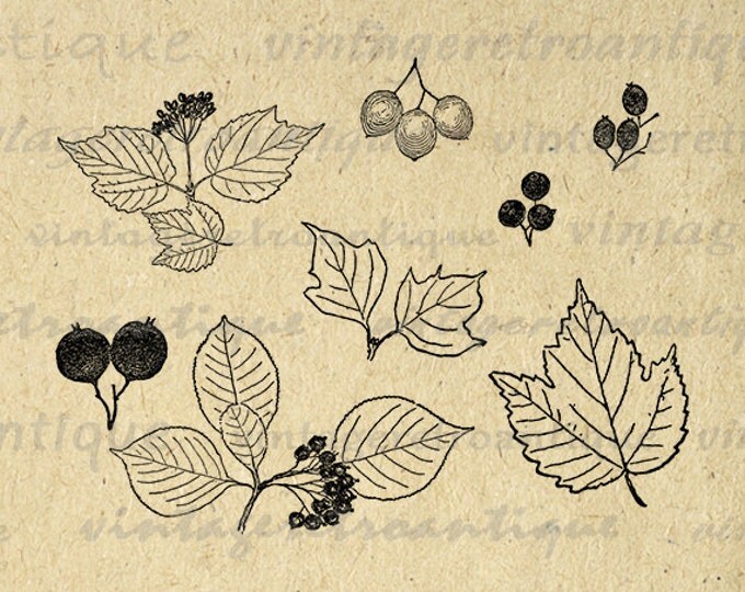 Digital Image Leaves and Berries Printable Leaf Collage Sheet Download Set Graphic Antique Clip Art Jpg Png Eps HQ 300dpi No.972