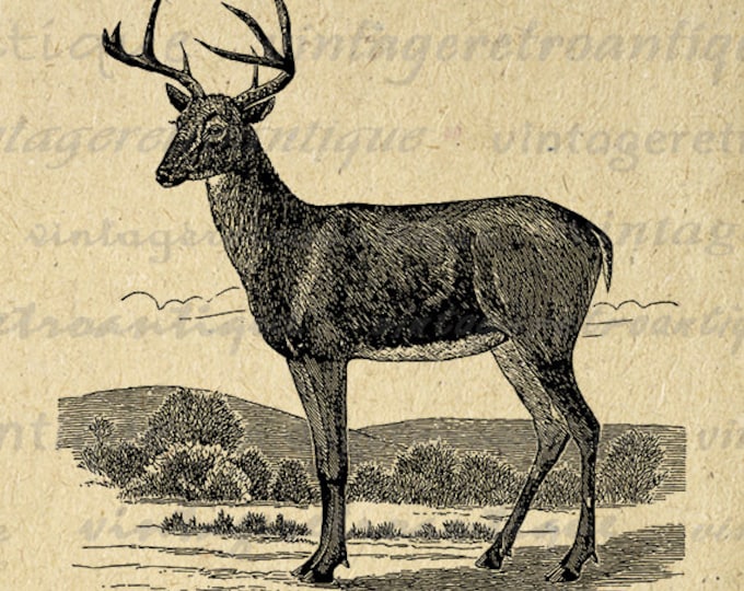 Antique Deer Graphic Digital Printable Image Deer Illustration Download Vintage Clip Art Jpg Png Eps HQ 300dpi No.2201