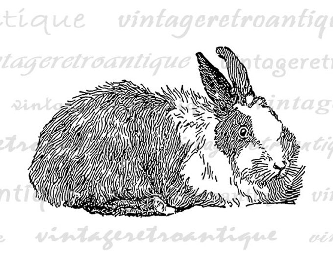 Digital Angora Rabbit Printable Download Bunny Illustration Graphic Image Vintage Clip Art Jpg Png Eps HQ 300dpi No.3108