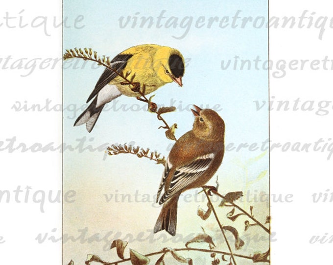 Printable Image Colorful Birds Graphic Download Illustration Digital Vintage Clip Art HQ 300dpi No.943