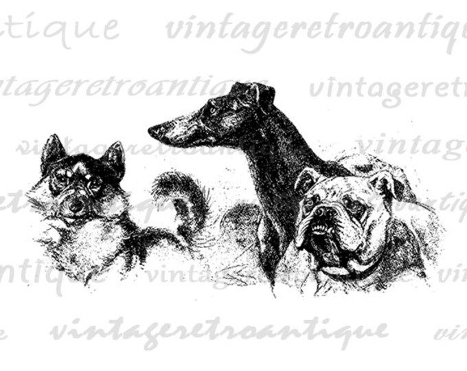 Three Dogs Graphic Digital Printable Antique Download Image Vintage Clip Art Jpg Png Eps HQ 300dpi No.150