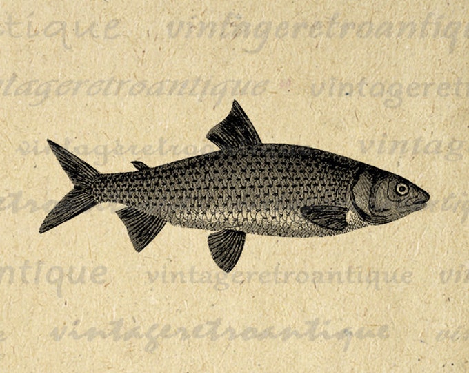 Antique Fish Illustration Digital Image Download Fishing Printable Fish Graphic Jpg Png Eps HQ 300dpi No.4267