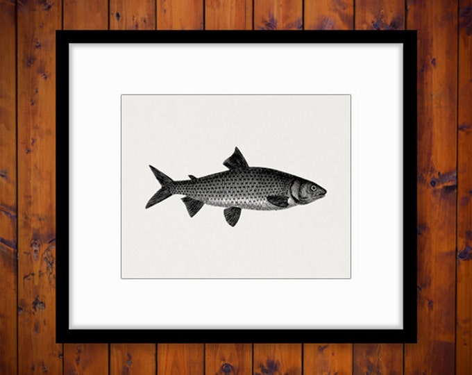 Antique Fish Illustration Digital Image Download Fishing Printable Fish Graphic Jpg Png Eps HQ 300dpi No.4267