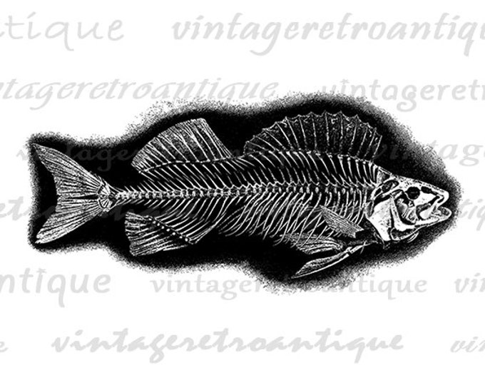 Printable Image Fish Skeleton Digital Graphic Download Illustration Jpg Png Eps HQ 300dpi No.2101