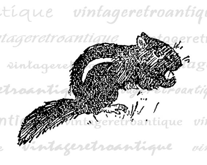 Chipmunk Antique Graphic Digital Printable Download Image Artwork Vintage Clip Art Jpg Png Eps HQ 300dpi No.2412