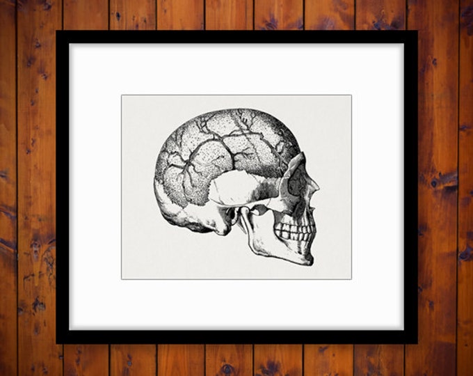 Skull Graphic Image Download Digital Printable Illustration Vintage Clip Art Jpg Png Eps HQ 300dpi No.2243