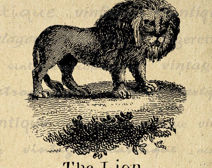 The Lion Digital Printable Image Antique Illustration Download Graphic Vintage Clip Art Jpg Png Eps HQ 300dpi No.828