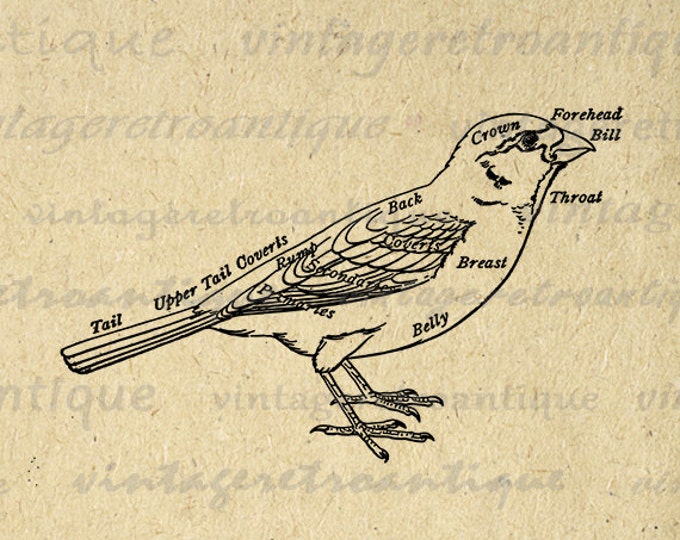 Printable Graphic Bird Diagram Image Digital Download Vintage Clip Art Jpg Png Eps HQ 300dpi No.1006