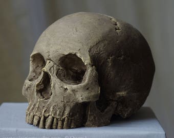 HUMAN SKULL REPLICA (natural) full size realistic replica made from plaster of Paris and painted for an aged, weathered effect