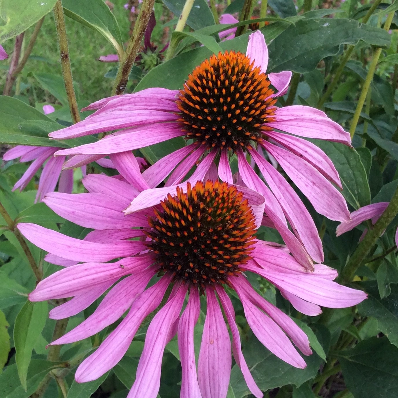 purple coneflower seeds purple coneflower seeds