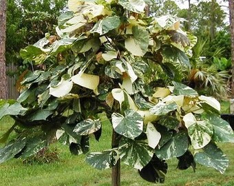 Variegated plant | Etsy