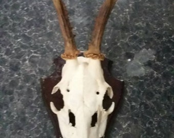 Antlers, Deer, Skull, Skulls and Bones, Gothic, Trophy, Antler, Shield, Skulls, Curiosity, Mounted Antlers, Animal Skulls, Animal Skull.