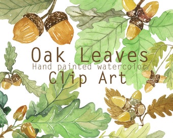 Oak leaves and acorns watercolor clip art, Printable foliage, Forest clipart, Botanical clipart, Fall clipart, Autumn tree leaves, Oak tree