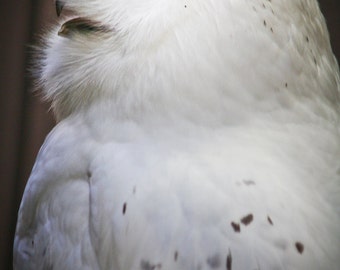 Things are looking up (Snowy Owl)