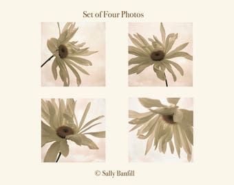 Set of four prints. Floral fine art photography. Dreamy daisy photos, pastel, white, cream flowers. Cottage decor. Floating
