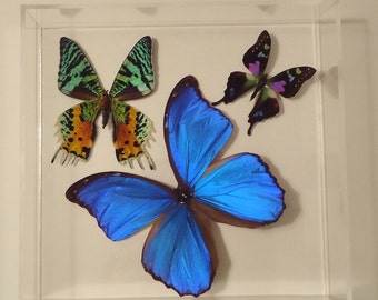 butterfly display, framed butterflies, mounted butterflies , real butterfly art, butterfly gifts