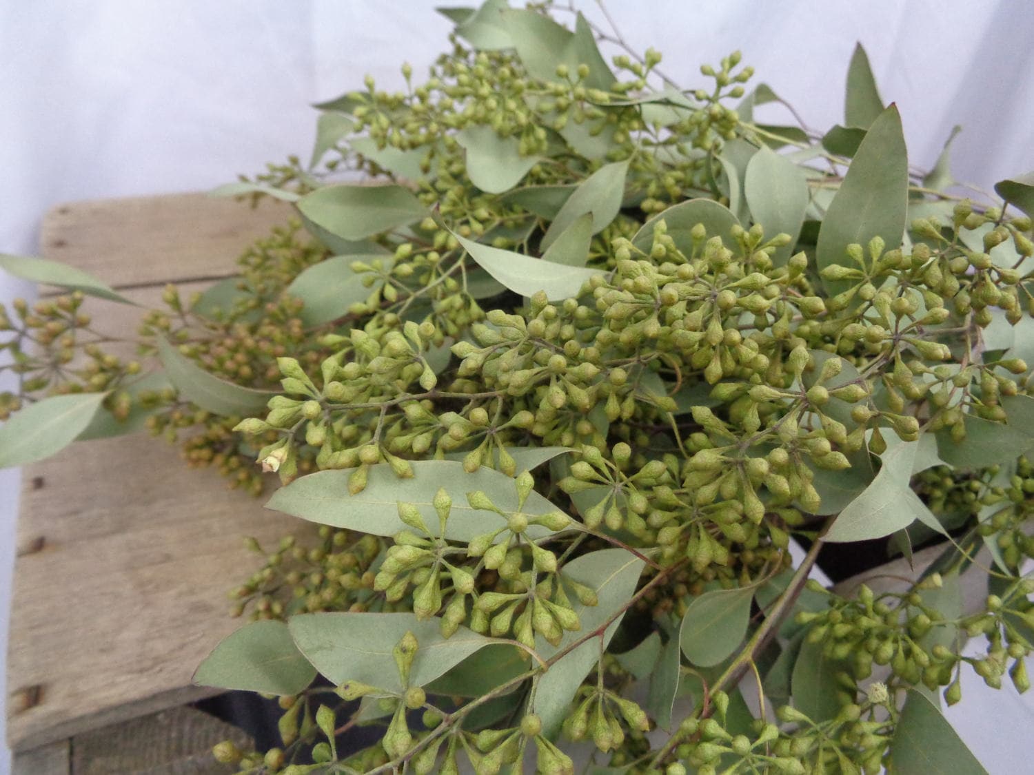 DRIED Seeded Eucalyptus Bunch Dried greens dried flowers