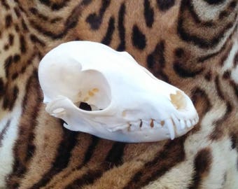 Wild cat skull | Etsy