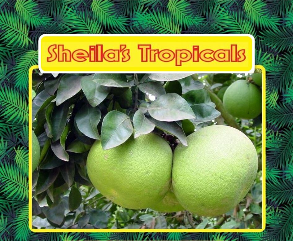 Pomelo Hybrid Citrus Trees 24 Tall Live Florida