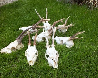 Collection roedeer antlers * taxidermy * trophy * skull * bone * roebuck * deer