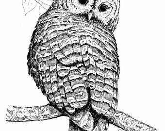 Barred owl drawing | Etsy