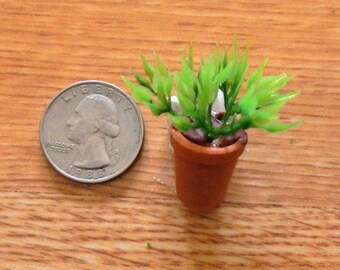 Timeless Minis - 2314-21D Small House Plant - 1 pkg