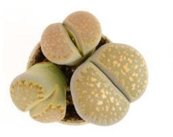 Assorted Lithop 3" Pot