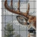 Deer cross stitch pattern no143