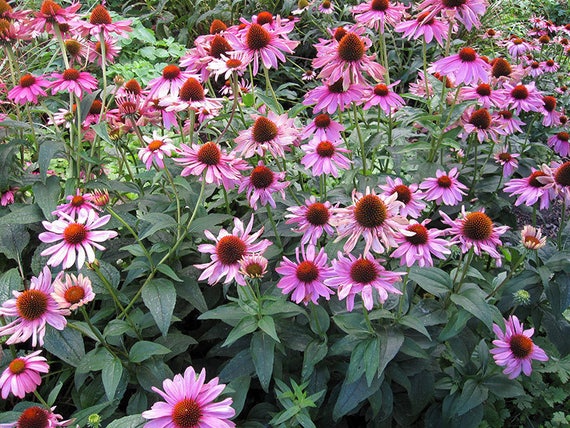 25 echinacea purple coneflower perennial deer resistant medicinal flower seeds from 25 echinacea purple coneflower perennial deer resistant medicinal flower seeds from