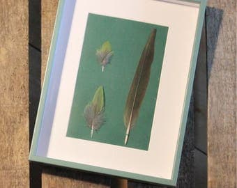 Kakariki parakeet feathers under framework / unique / the pen box