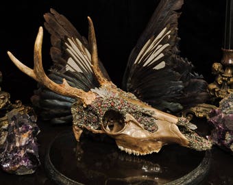 Deer Skull * Crystallized Skull * Animal Skull Decor * Real Animal Skull * Animal Bones * Taxidermy * Animal Skull * Embellished Skull *
