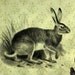 The Charmed Hare