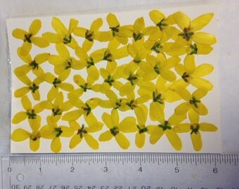 ITEM # FRSTH - Real pressed Forsythia flowers -p yellow - 35 per pack