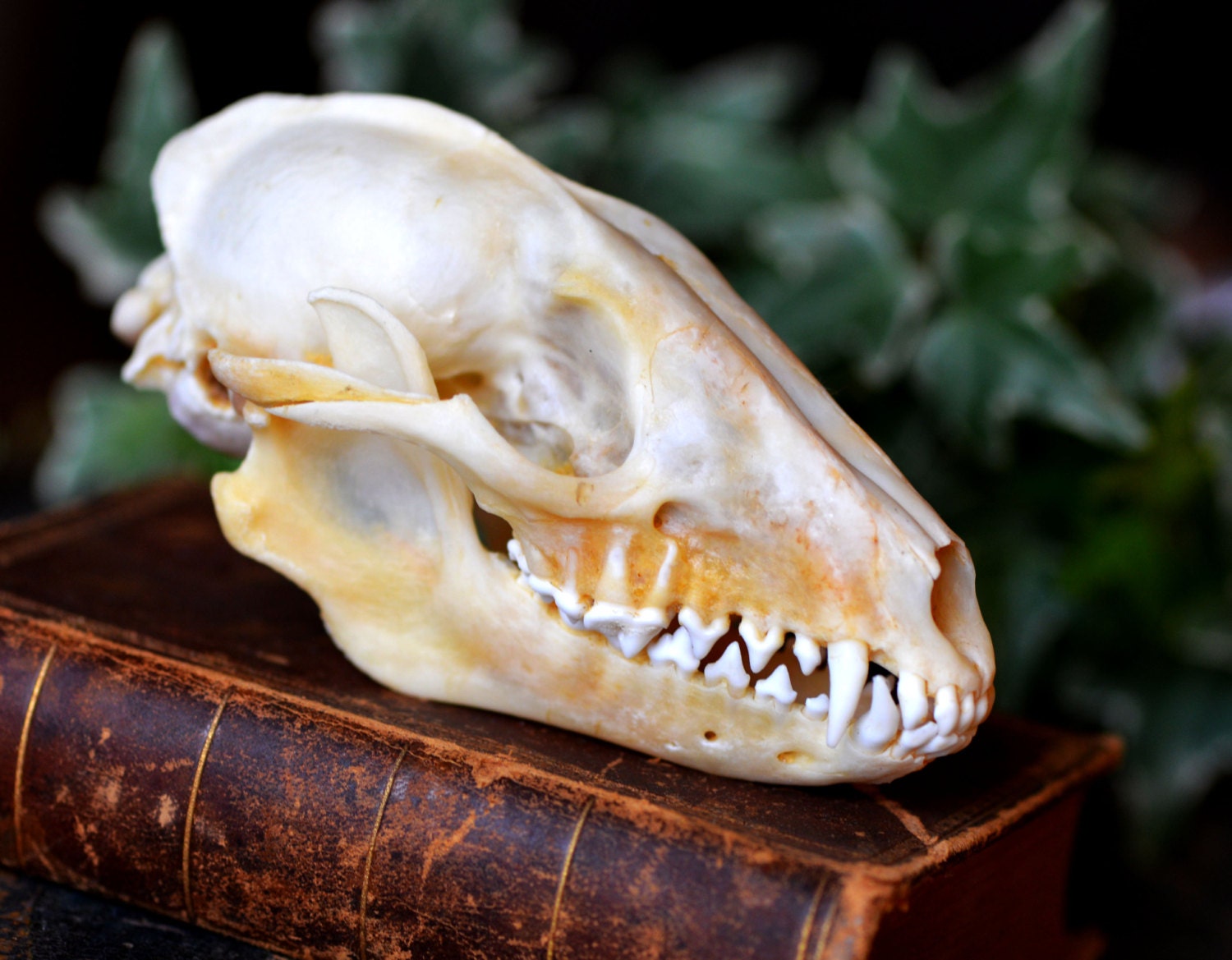 skull of a small animal for your artistic needs cool vintage
