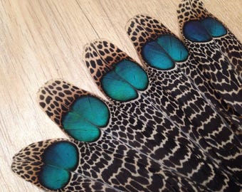 RARE Malayan peacock pheasant tail feathers