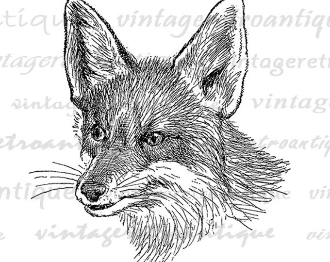 Digital Fox Image Graphic Animal Fox Head Cute Printable Fox Illustration Vintage Download Antique Clip Art Jpg Png Eps HQ 300dpi No.1156