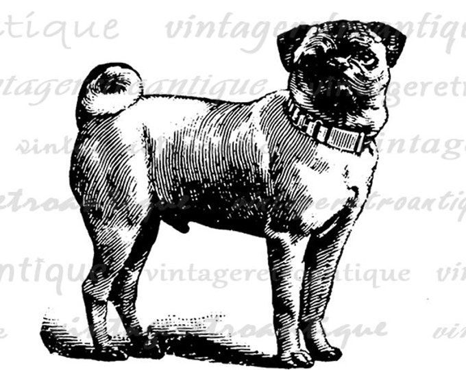 Printable Pug Dog Digital Image Cute Puppy Dog Animal Art Download Collage Sheet Illustration Pet Dog Graphic Jpg Png Eps HQ 300dpi No.3722