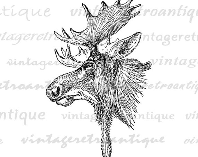 Moose Graphic Printable Download Moose Head Antlers Image Illustration Digital Vintage Clip Art Jpg Png Eps HQ 300dpi No.1207