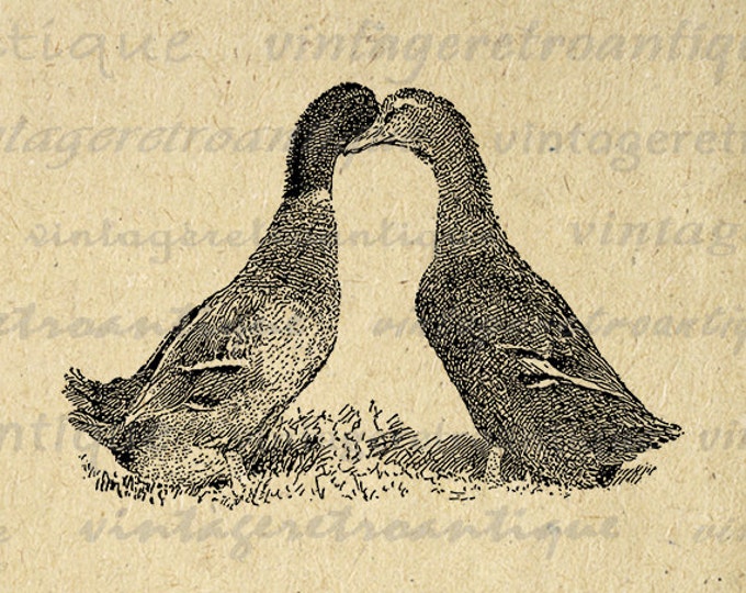 Printable Two Ducks Graphic Image Bird Illustration Digital Download Vintage Clip Art Jpg Png Eps HQ 300dpi No.3096