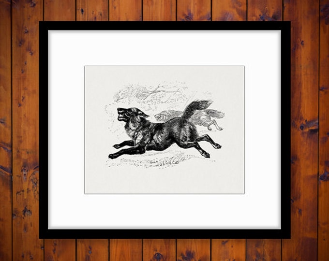 Gray Wolf Digital Graphic Image Download Printable Illustration Antique Clip Art Jpg Png Eps HQ 300dpi No.793